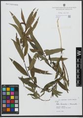 Foto von Salix triandra L. x Salix viminalis L.